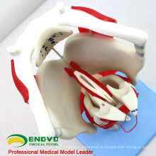 THROAT03 (12507) Modelo funcional da laringe, 3 vezes em tamanho normal Ampliar, modelos orelha-nariz-nariz-garganta&gt; Modelos laringe